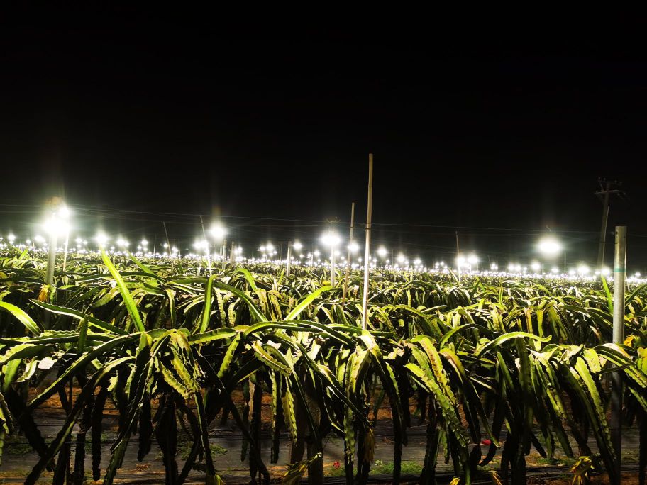 海南亿硕农业道汉火龙果基地