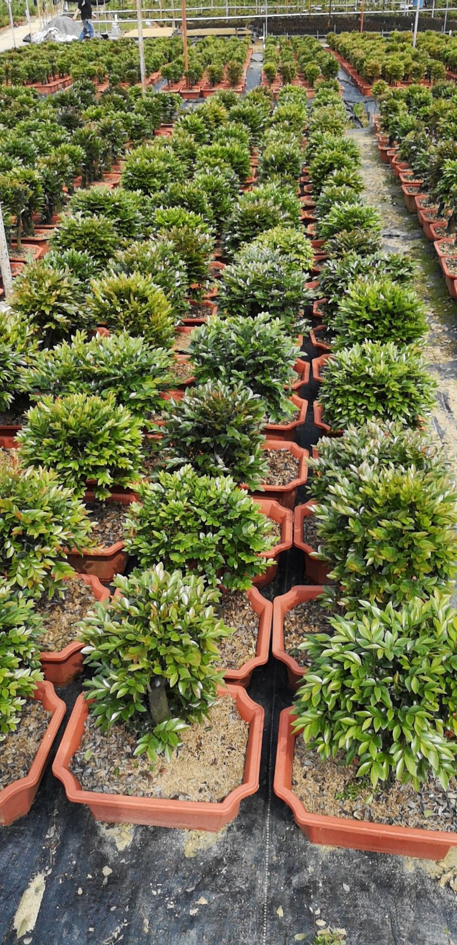 八二村小叶紫檀基地