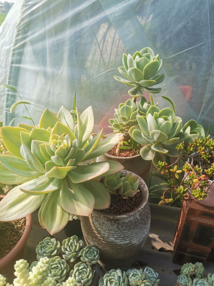 绚丽法师多肉植物园