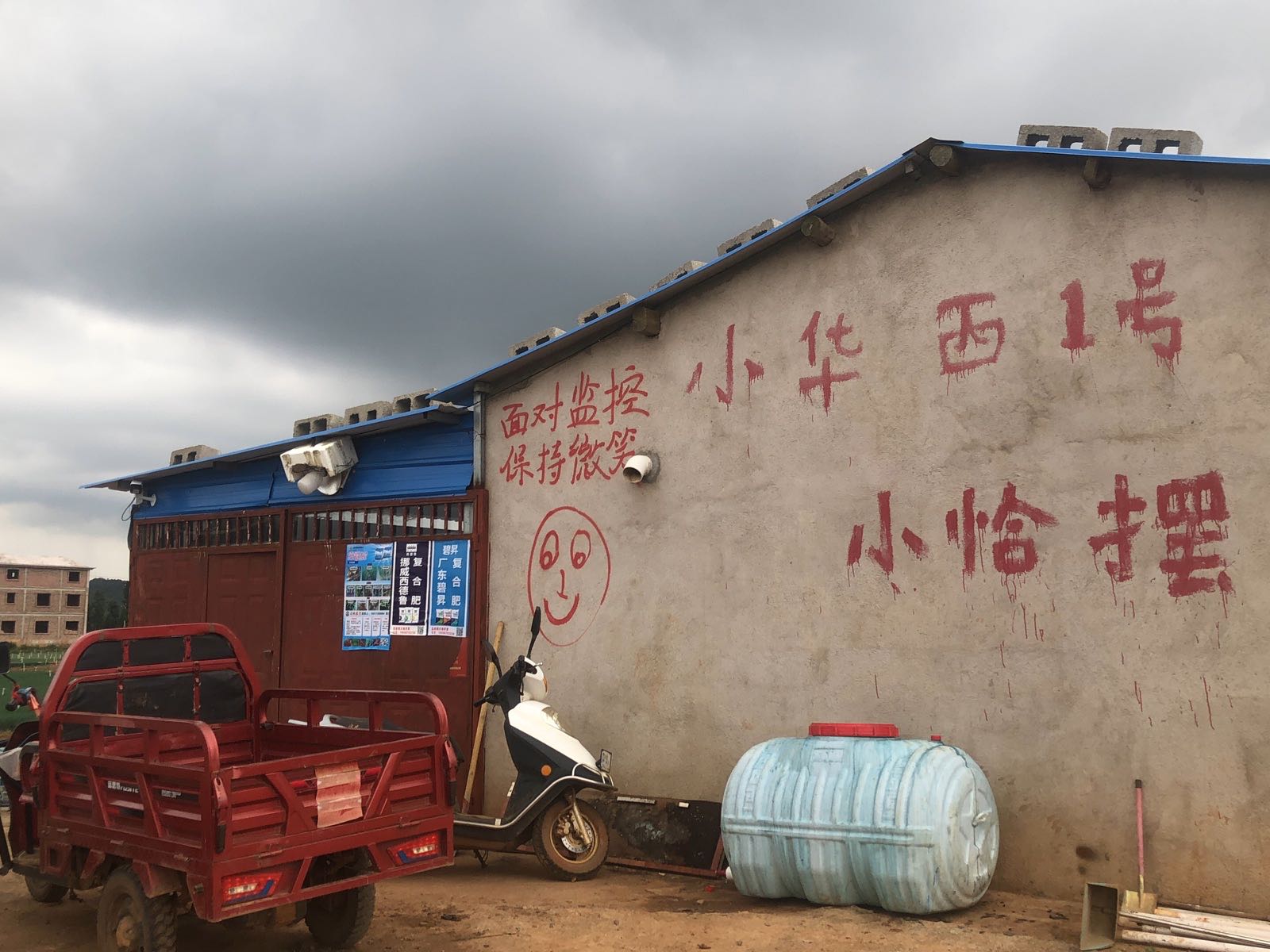 标哥小华西1号香葱基地
