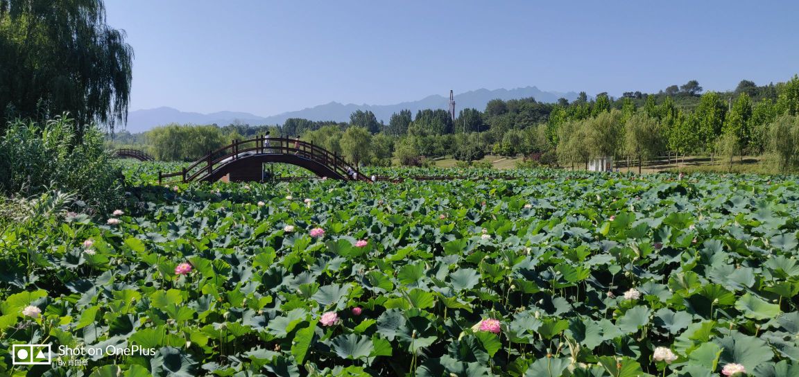 陕西千渭之会国家湿地公园