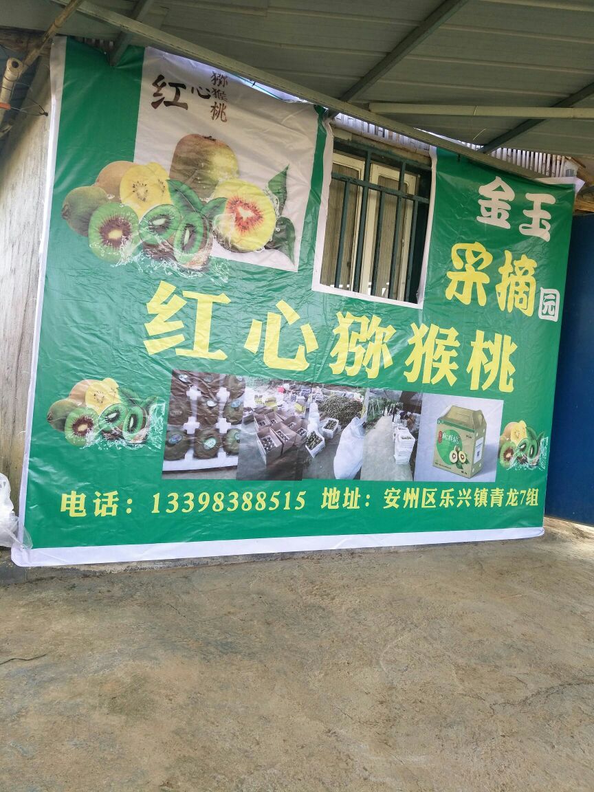 金玉红心猕猴桃采摘园(猕猴桃批发零售)