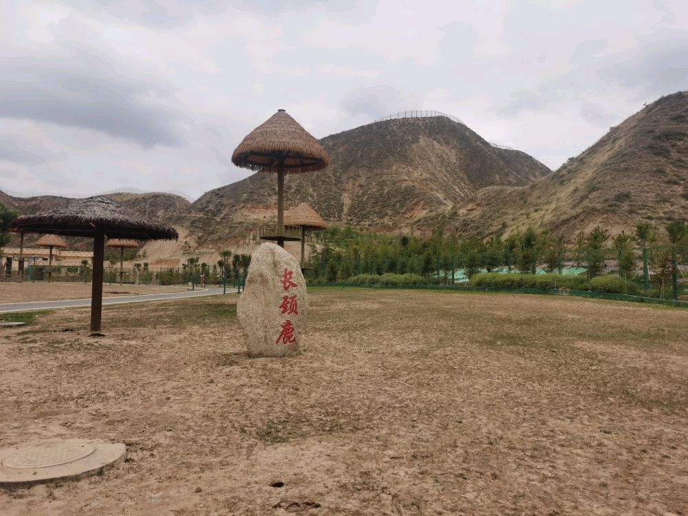 兰州野生动物园-长颈鹿