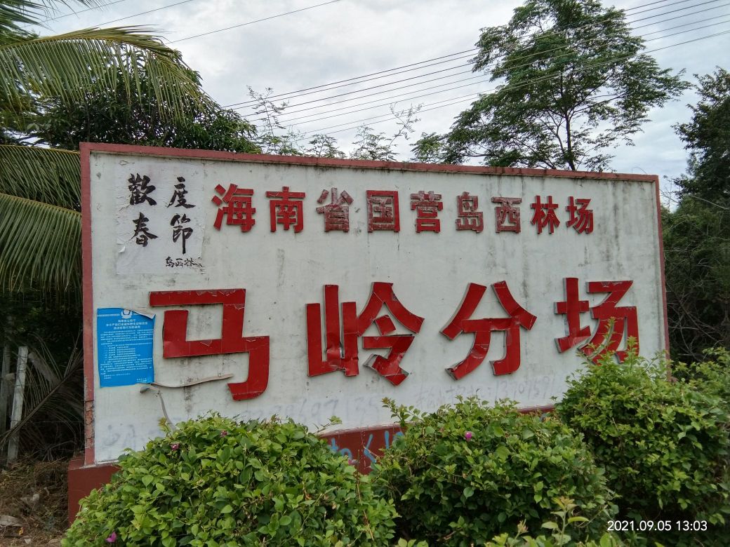 岛西林场马岭分场