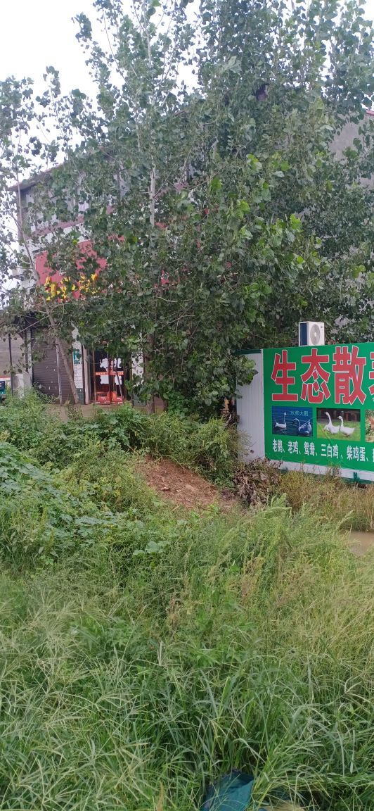 子龙海鲜散养土鸡大鹅