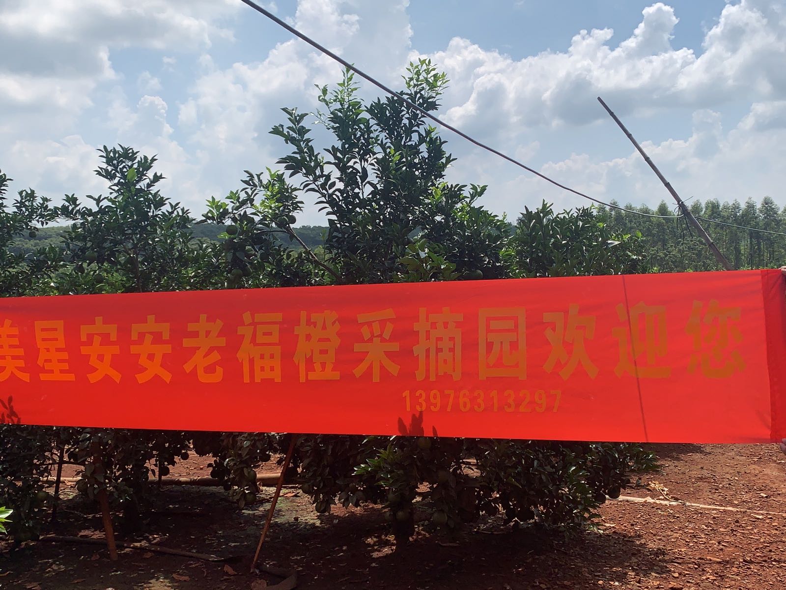 美星村福橙采摘园