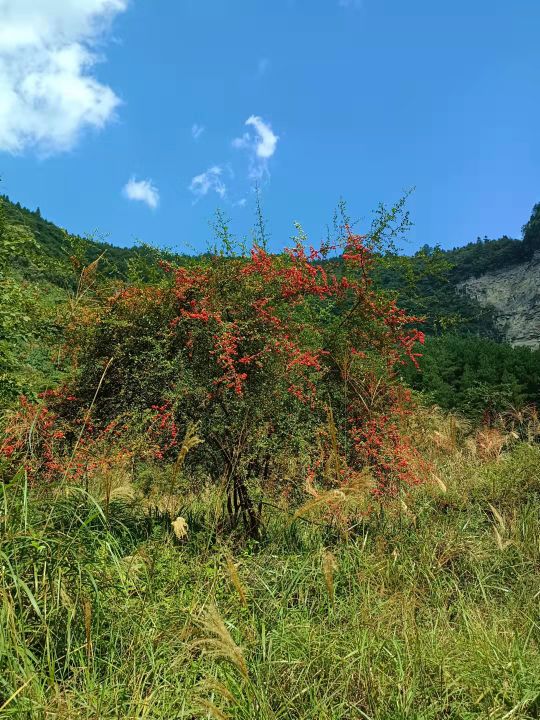 前星村峡谷露营基