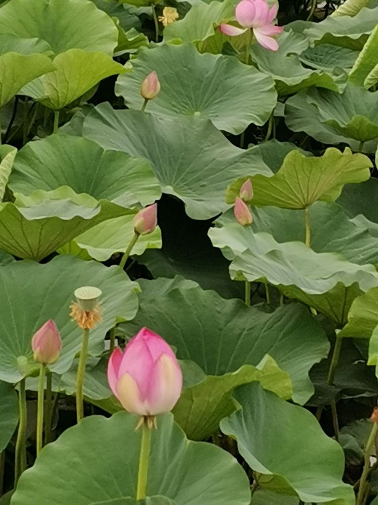 洋河生态公园