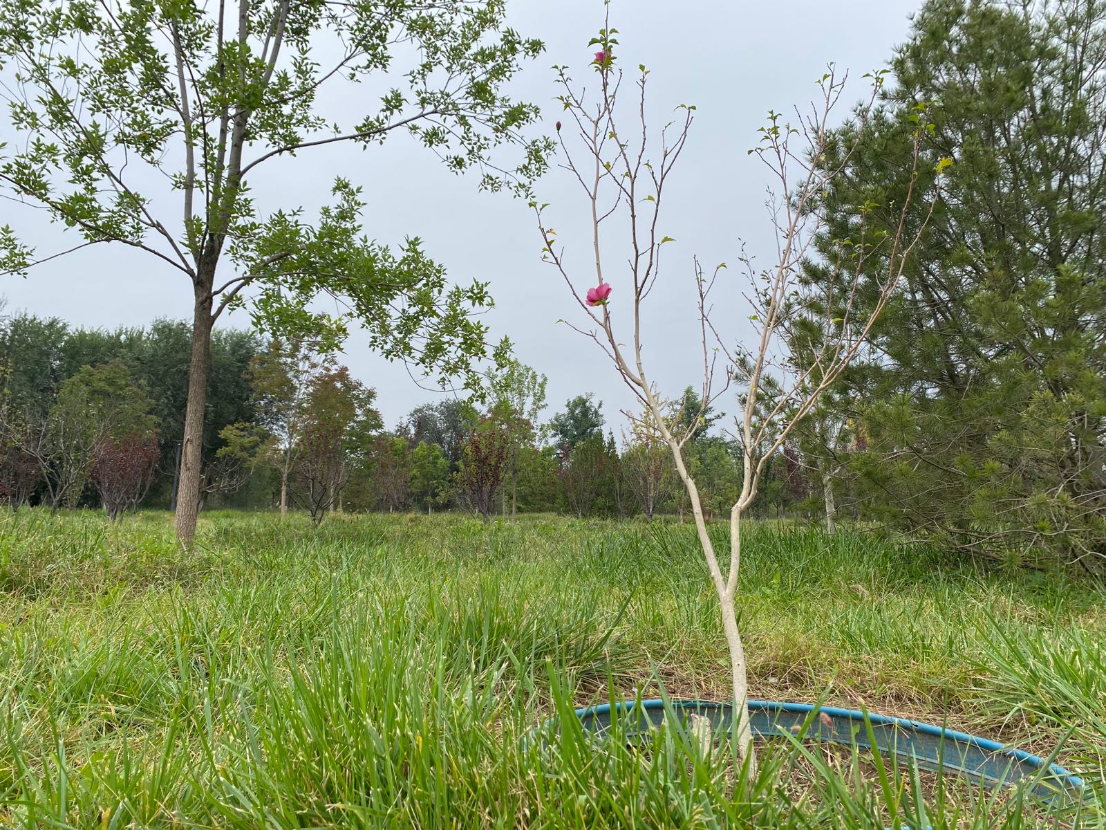 首长植树纪念陵