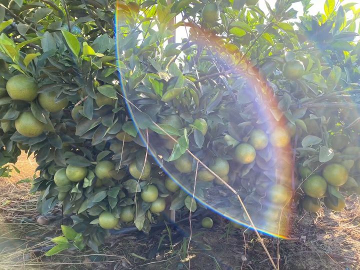 云鼎蜜橙采摘园