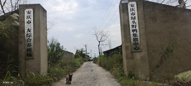 安庆市三友综合养殖场