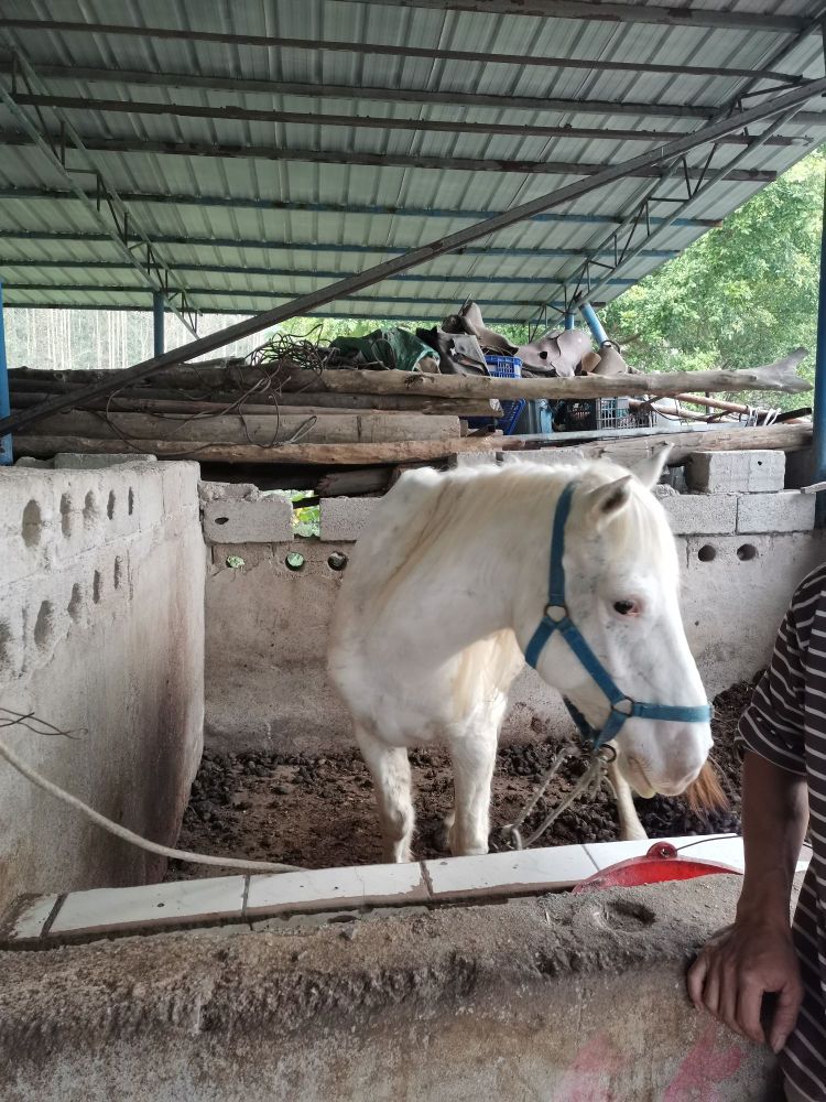 古树·良居马场