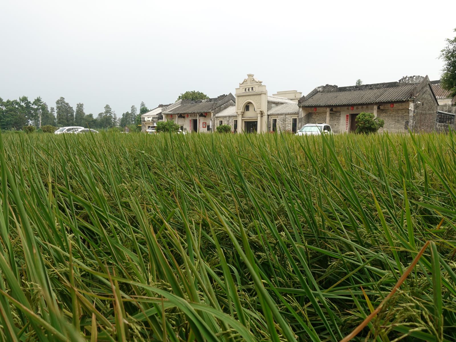 广东省江门市台山市中阳高速西侧