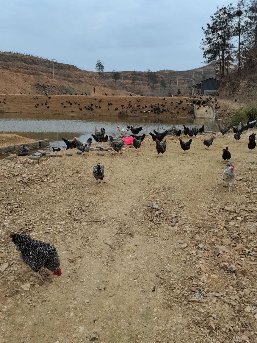 隨州市隨縣鮑家墆地址:隨州市隨縣灣壋衝村地址:隨州市隨縣郭東村地址