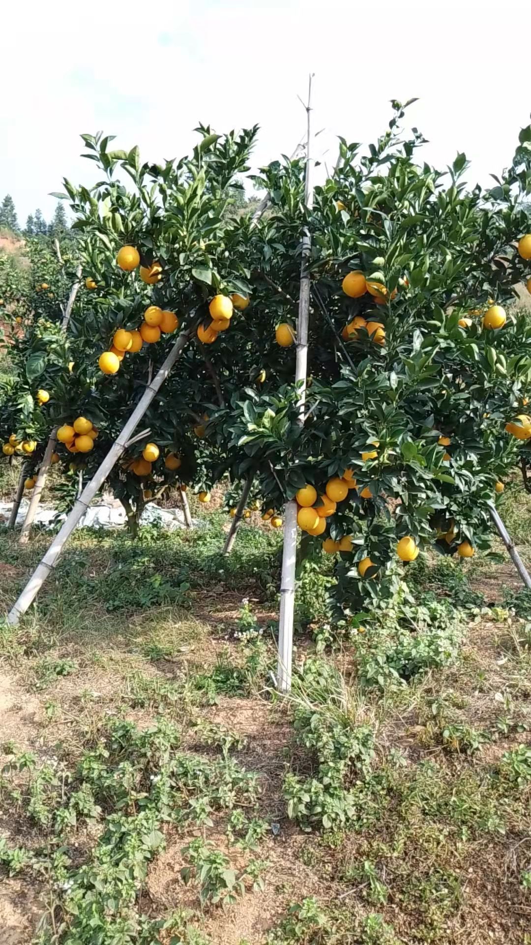 江西省赣州市信丰县