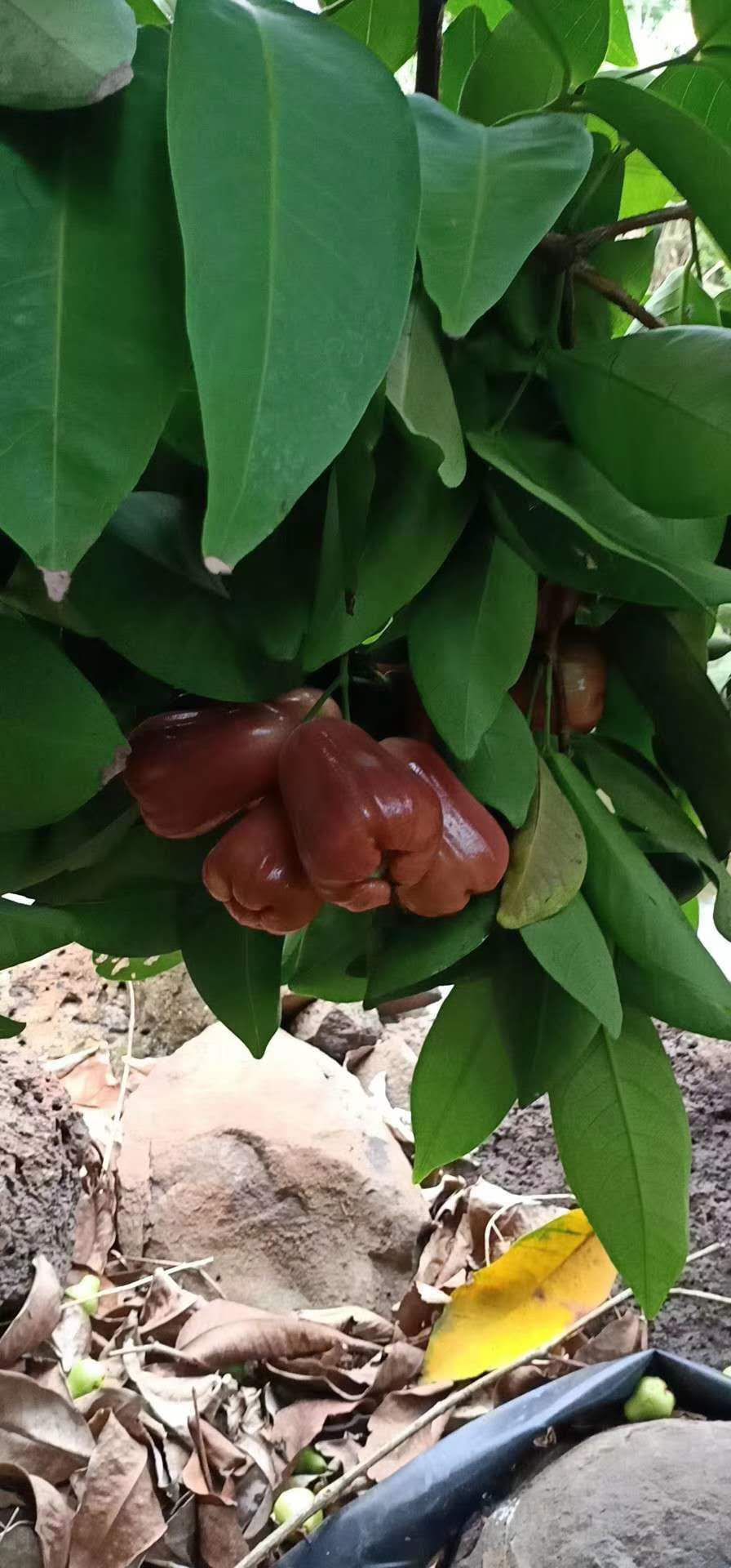 龙兰莲雾园采摘园