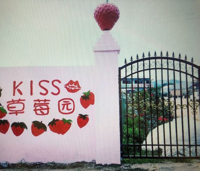 KISS草莓园