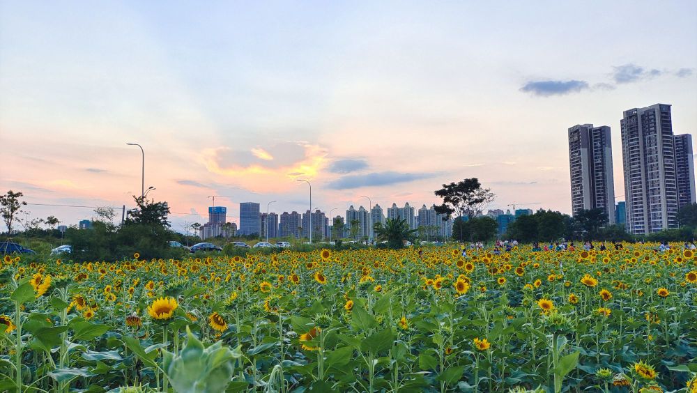 盆景苏山公园