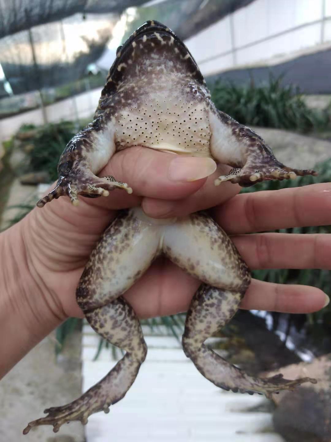 江西省景德镇市乐平市高家镇鸟树村仿野生石蛙养殖农场(汪家山场)