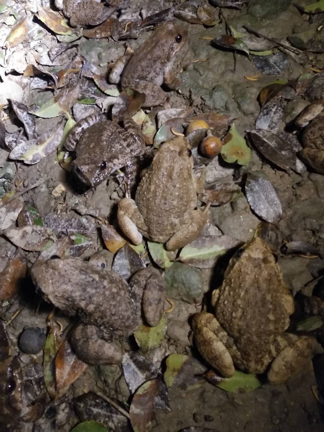 江西省景德镇市乐平市高家镇鸟树村仿野生石蛙养殖农场(汪家山场)