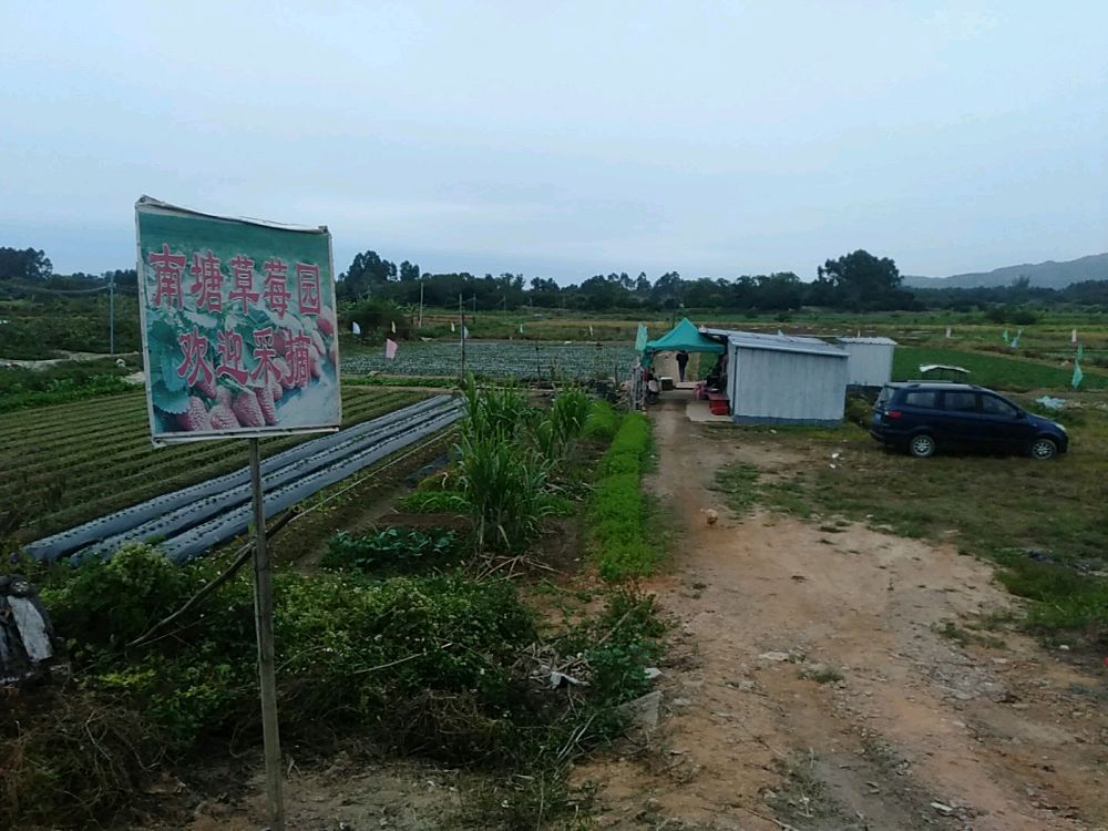南塘草莓园