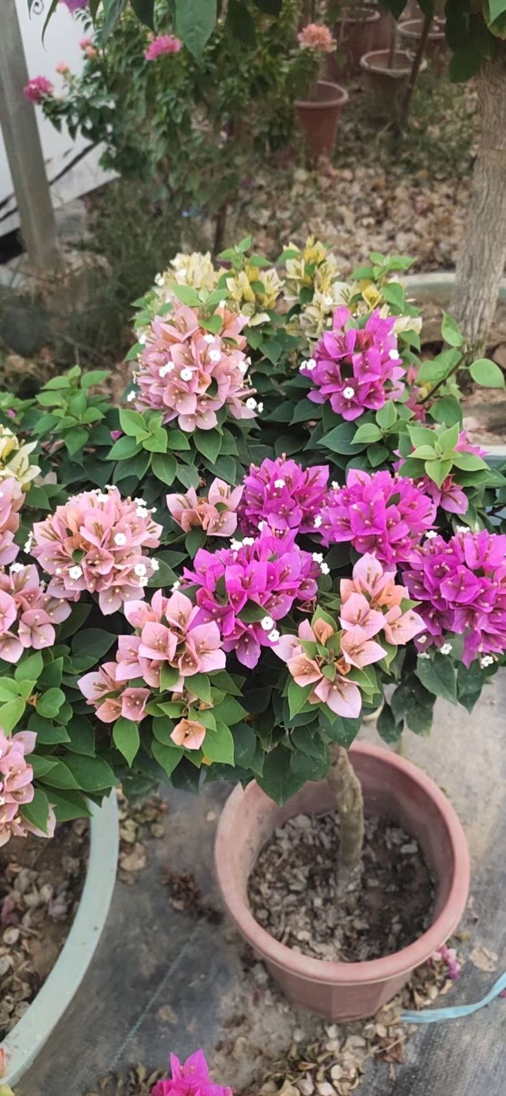 徽州区三角梅基地