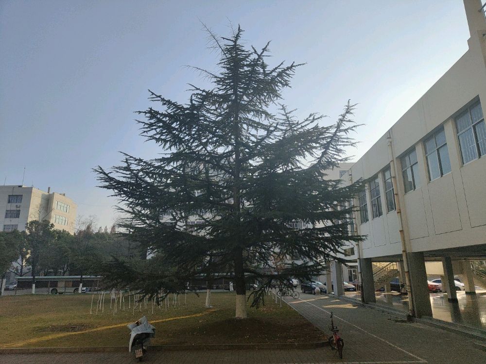 江苏师范大学(泉山校区)-古松树
