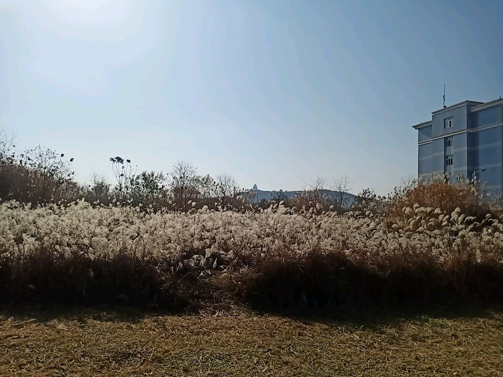 蚌埠学院-景点芦苇丛