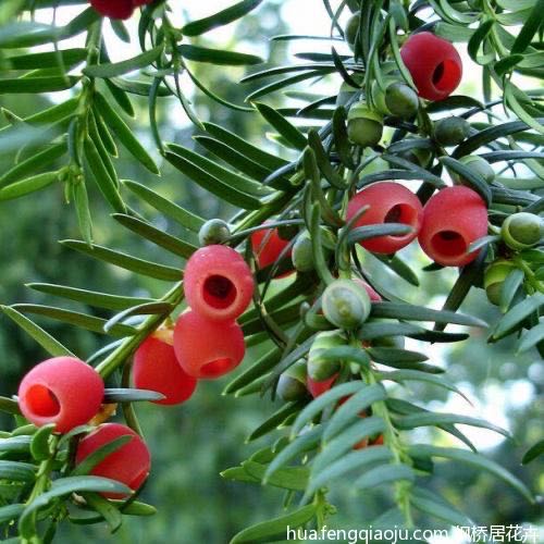 大碑村千年红豆杉景区