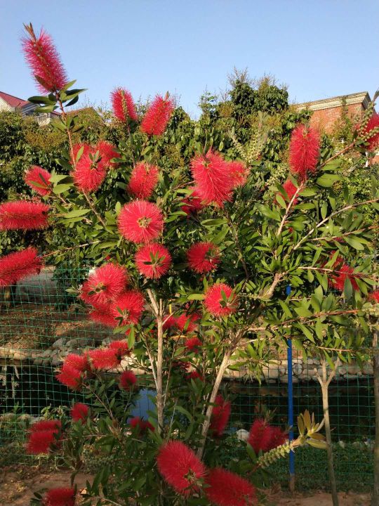 福建省福州市福清渔溪贝贝农庄