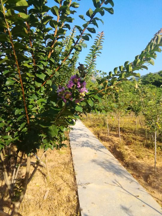 福建省福州市福清渔溪贝贝农庄