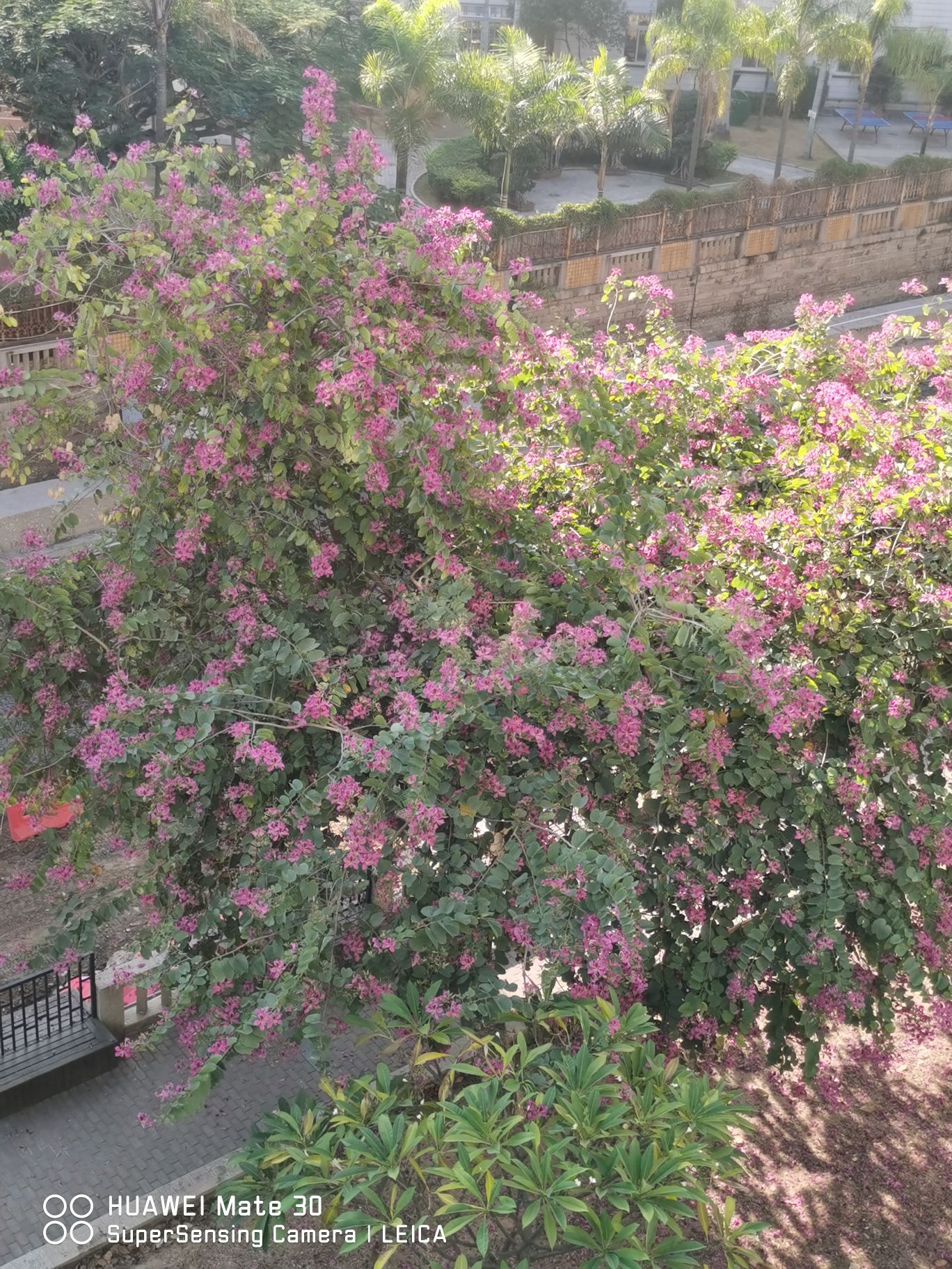 恒荣苗埔