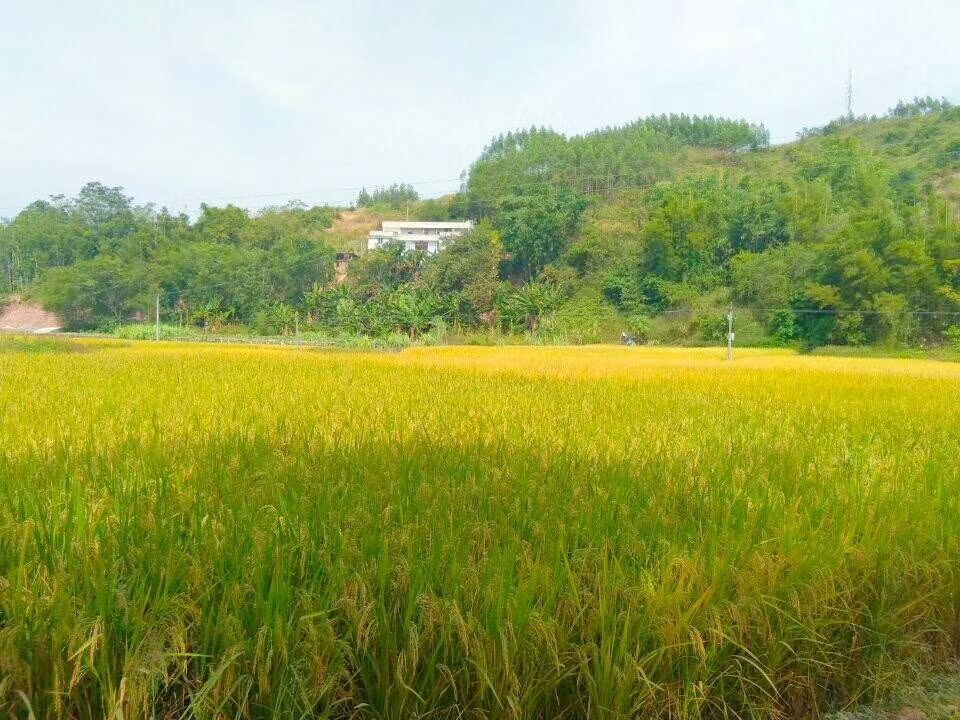 梧州市藤县