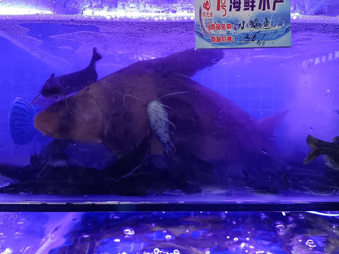 熊先生1号海鲜水产