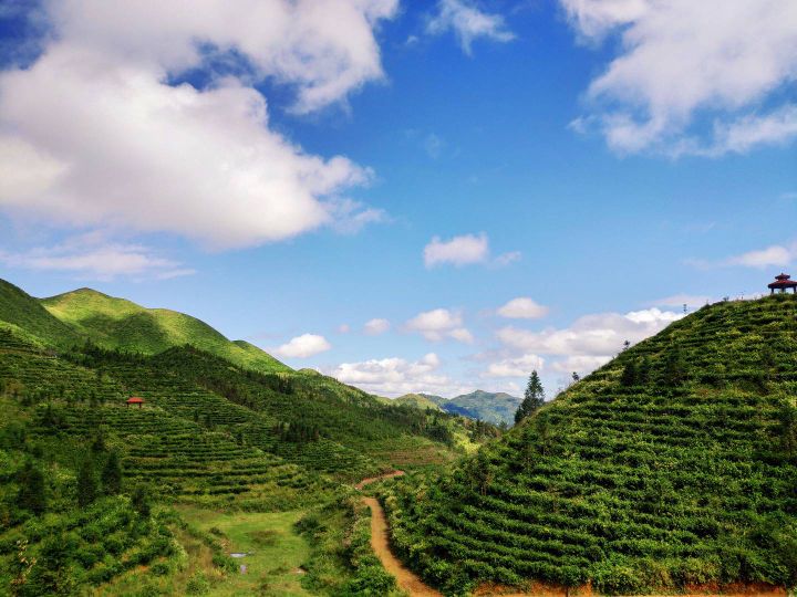 鸟王山茶园景区区