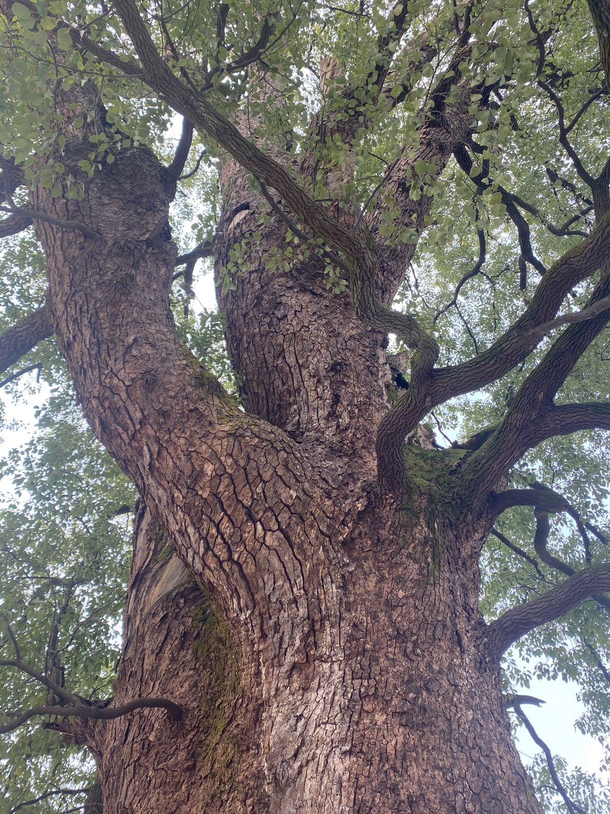 千年古樟