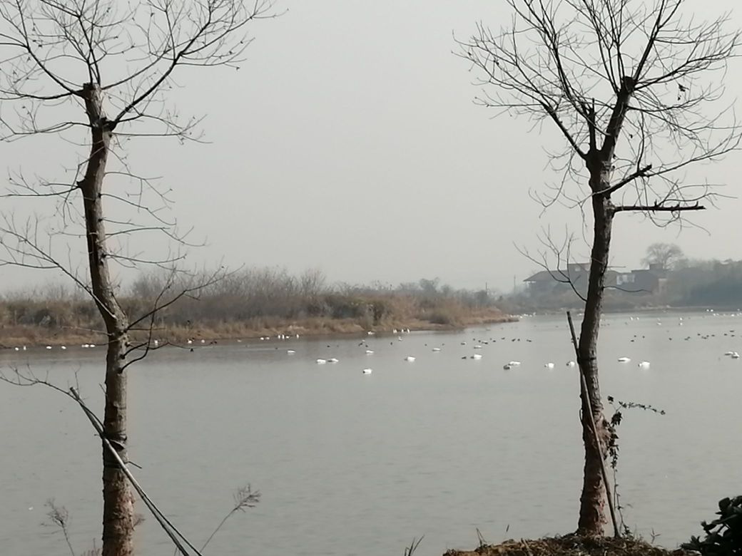 柴桑区天鹅湖景区