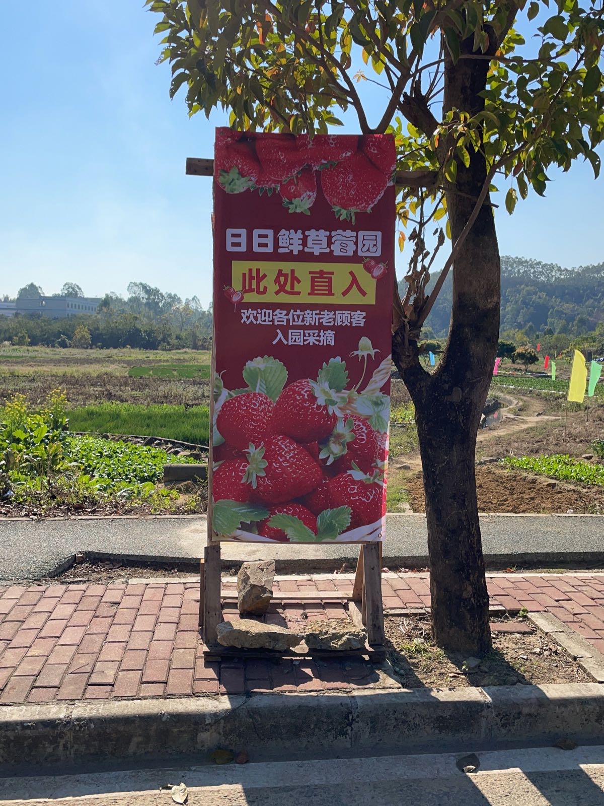 日日鲜草莓园