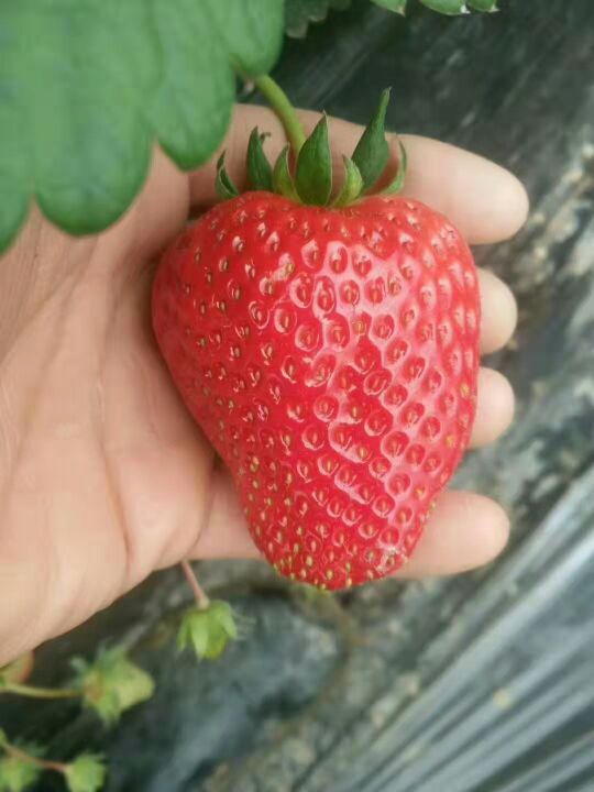 小晴草莓采摘园园