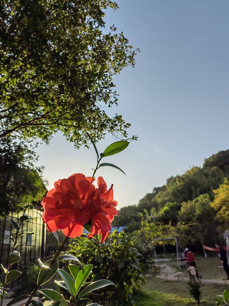 万秀茶花生态园·景色鱼庄