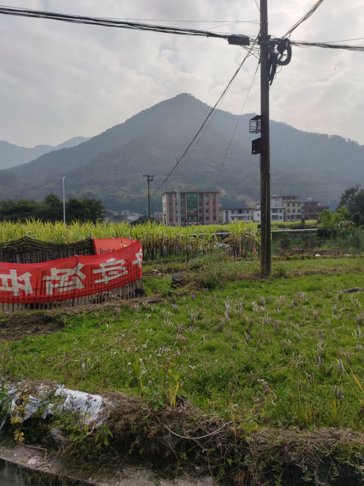 凤美村