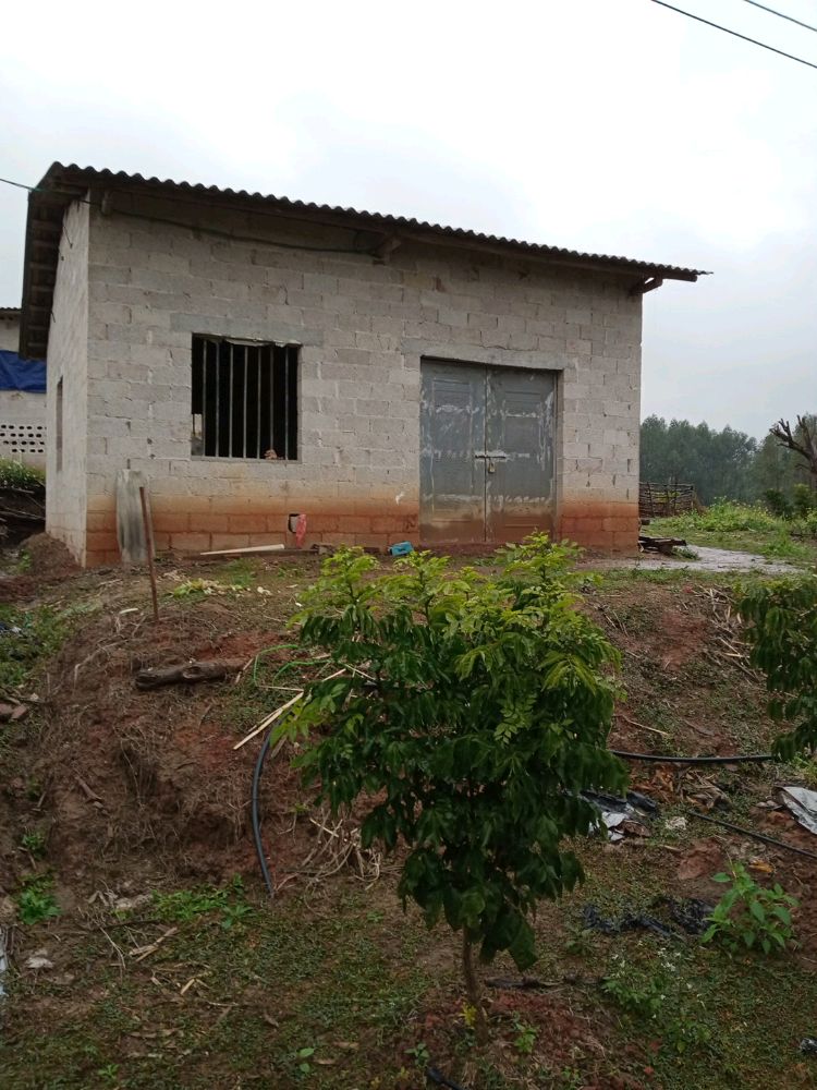 杨勇黄皮果种植基地