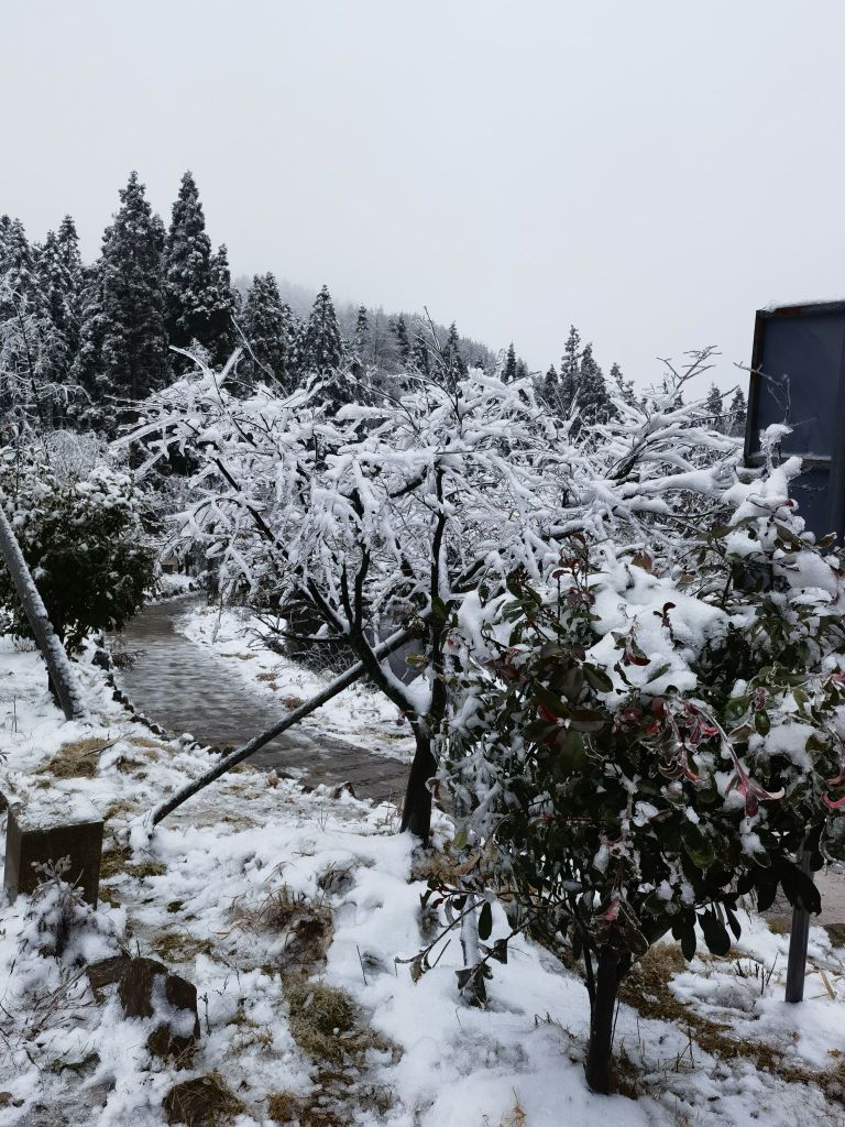 白马山森林公园