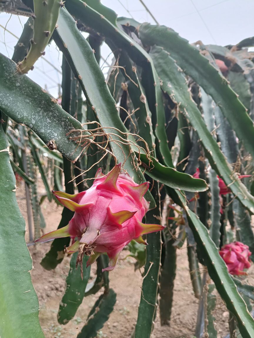 大同市平城区大同绕城高速