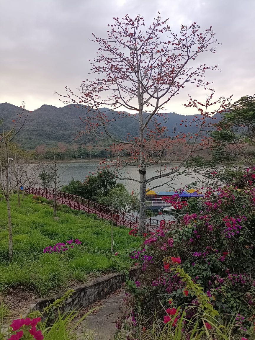 昌化江畔木棉赏花码头