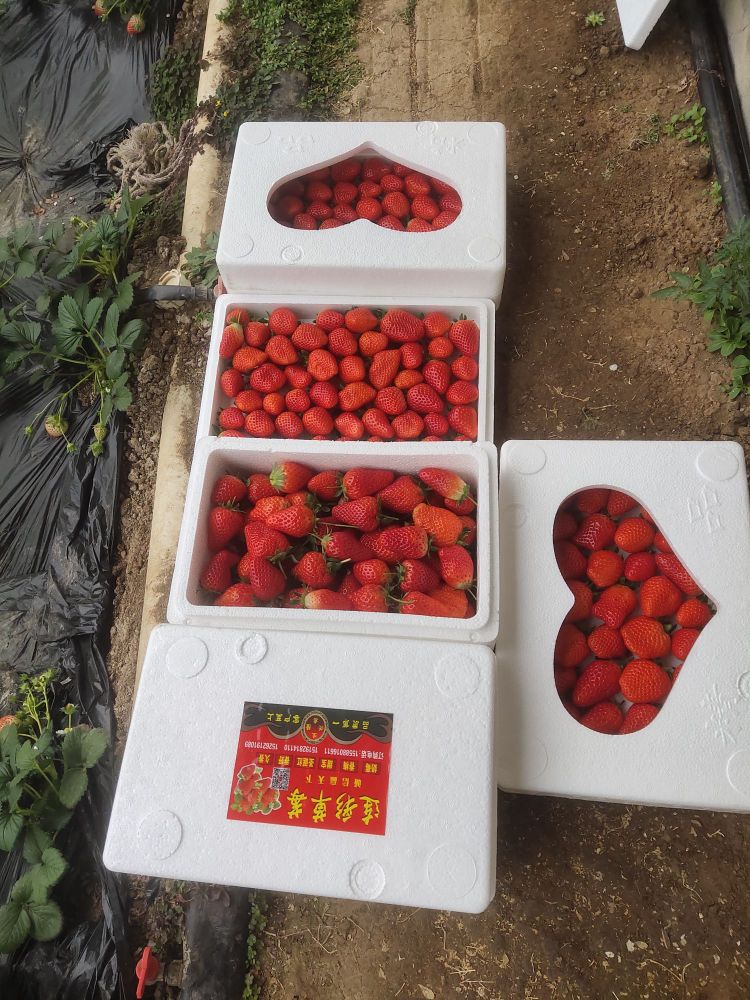 临沂市兰山区连彩草莓采摘园鲜花批发基地