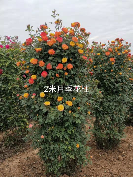 喀什七彩花木基地