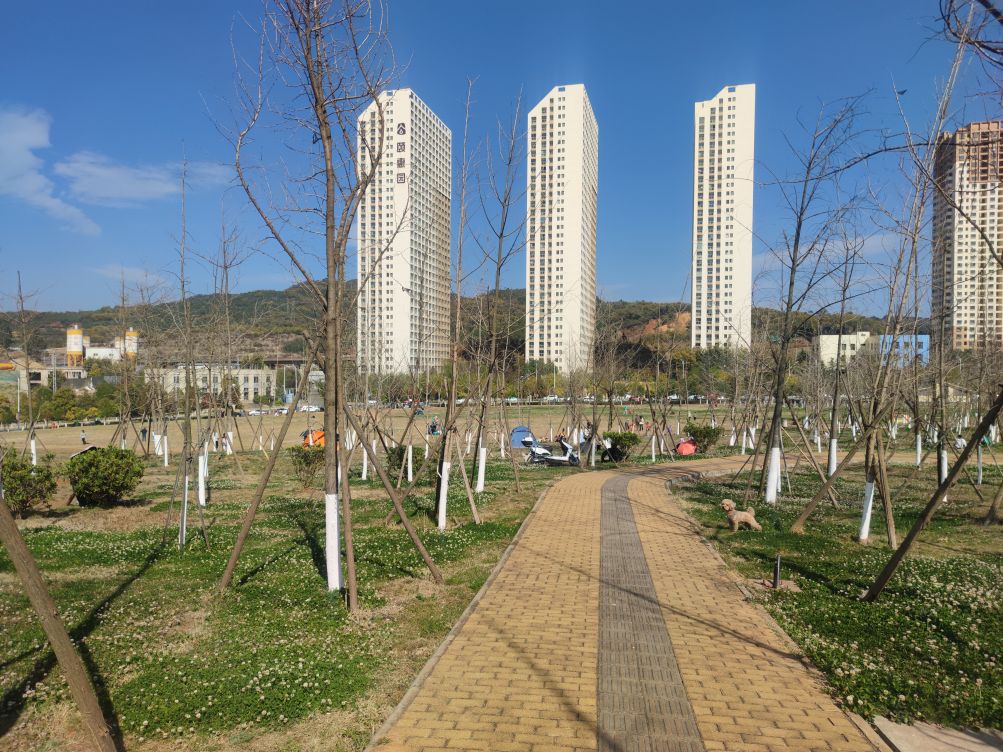 龙泉银杏公园