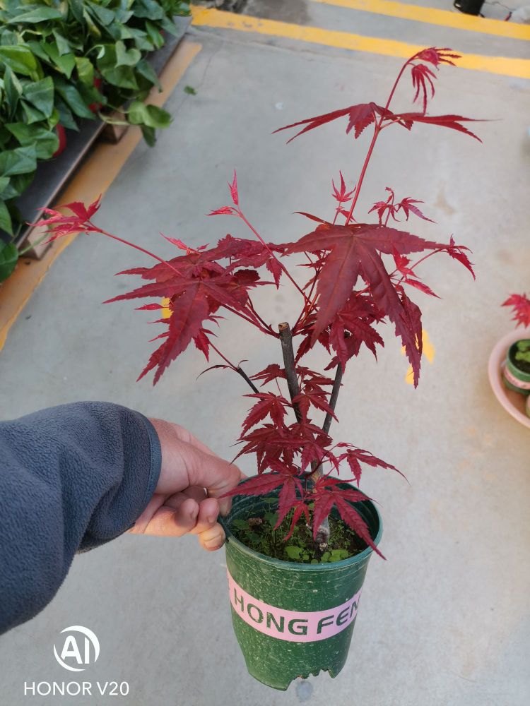 晨骊园艺花卉