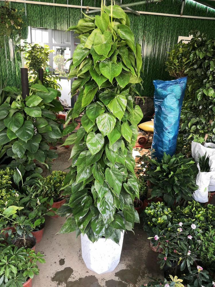 绿迎花盆栽鲜花店